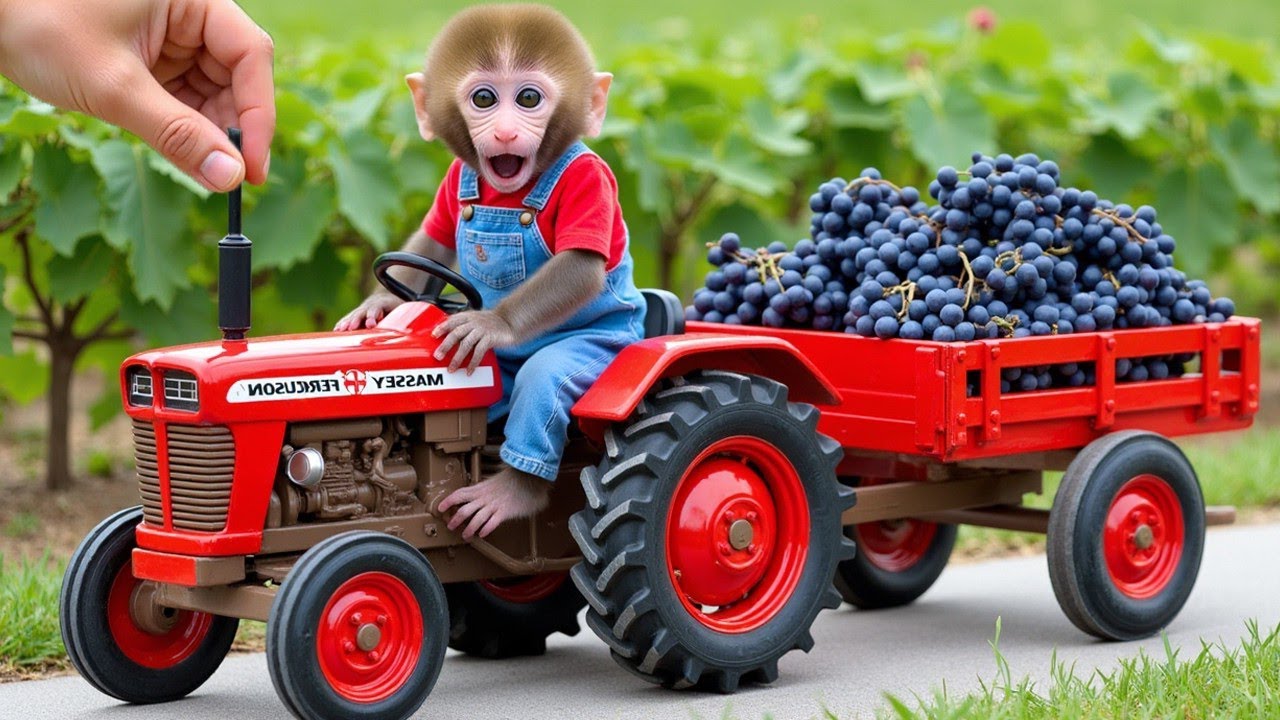 Monkey Nana Drives Tractor on a Fun Shapes Harvesting Adventure | COCO MONKEY LIFE