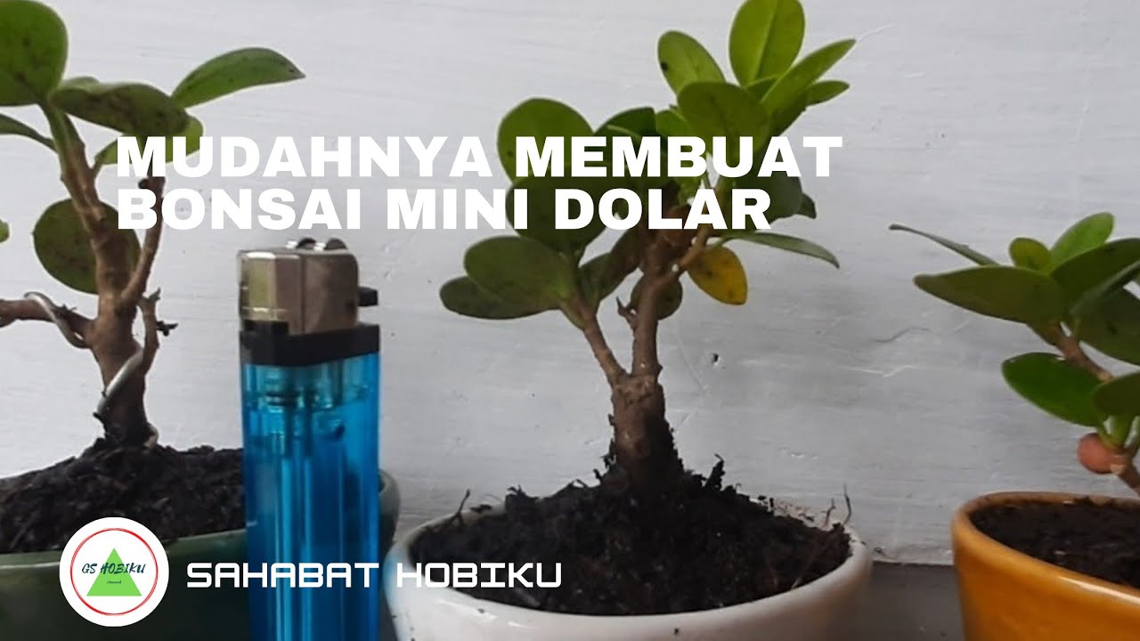 Mudahnya membuat bonsai mini beringin dolar #bonsaiberingindolar #belajarbonsai #bonsaidolar #bonsai
