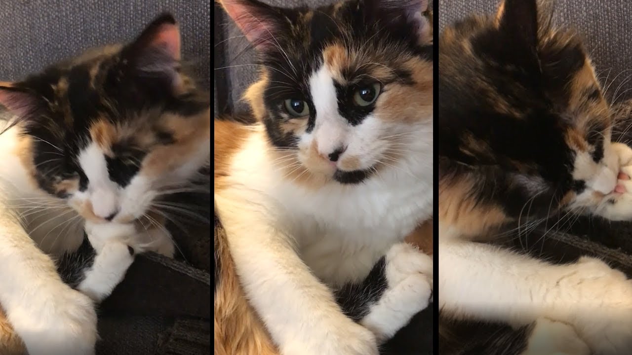 Cat Grooming ASMR | Mookie