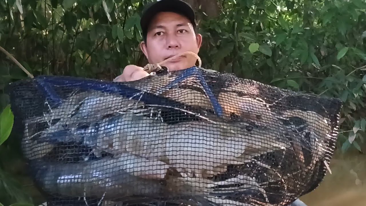Dapat Tarikan Udang Galah Monster Disaat Air Sungai Pasang Tinggi , Mancing Udang Galah Terbaru 