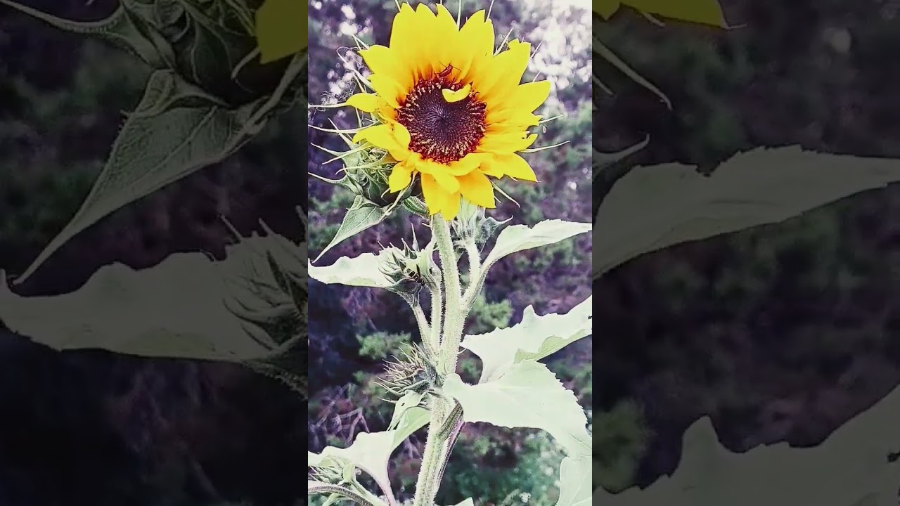 SUNFLOWERS FROM MY GARDEN