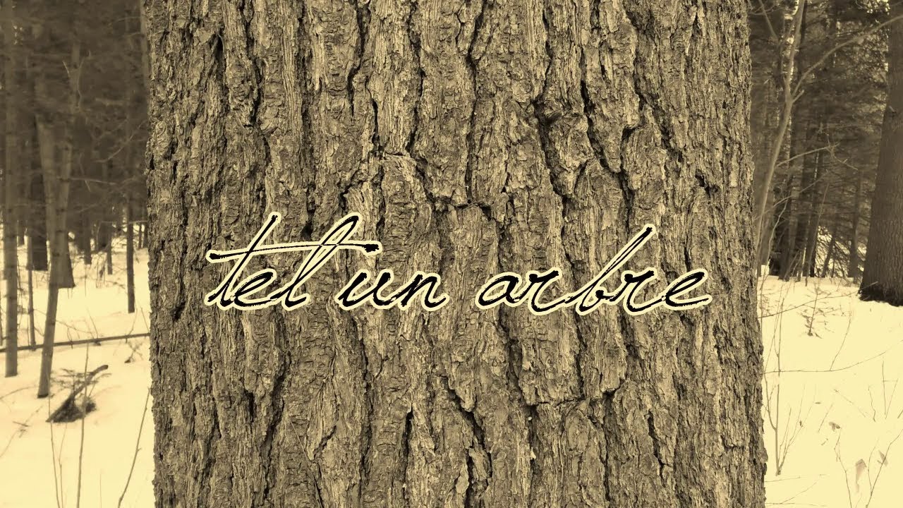 Ordoxe - Tel Un Arbre - OFFICIAL LYRIC VIDEO