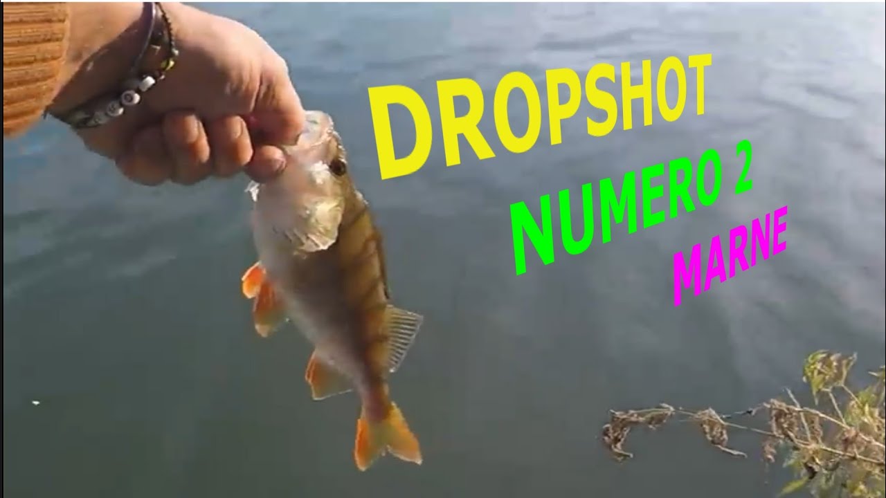 Dropshot # 2 : Marne - lunker city fin-s fish / anki lure (imitation swing impact)