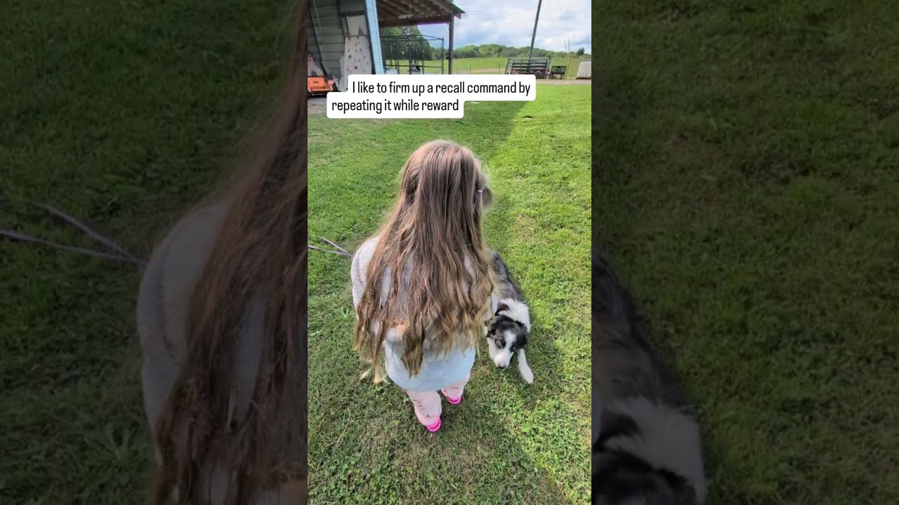 4 year old girl teaches her Border Collie to lie down in 5 minutes