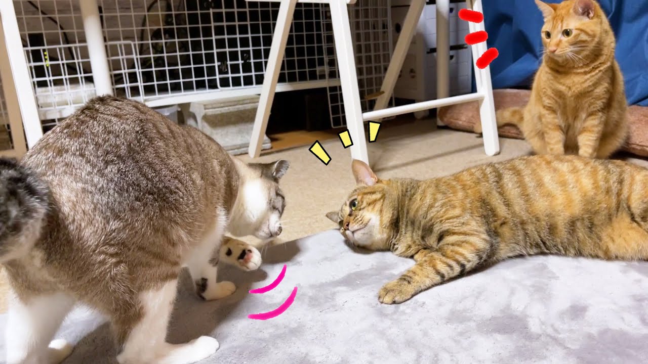 まさかの…子供猫がお姉ちゃん猫に攻撃♥
