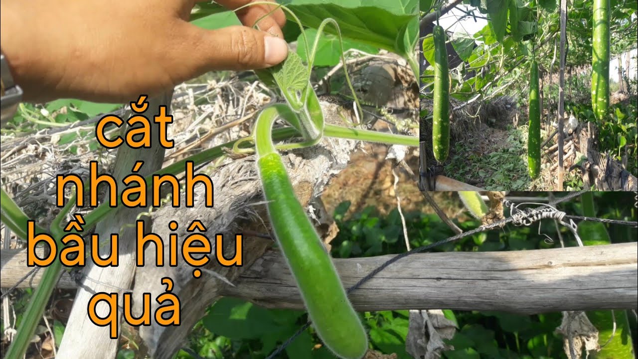 Cách cắt nhánh bầu để trái nhiều và lâu dài || Vườn Nhà Vlogs