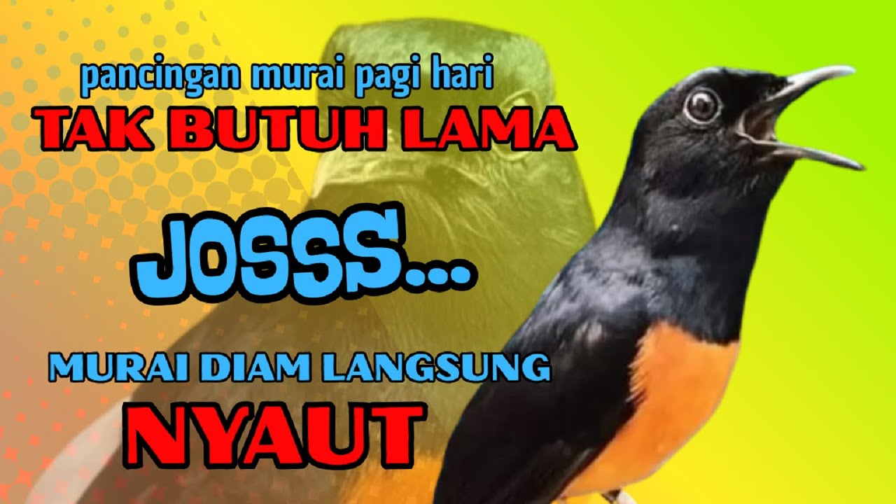 PANCINGAN PAGI-PAGI AGAR MURAI GACOR❗❗ MURAI DIAM PASTI NYAUT EMOSI❗❗❗