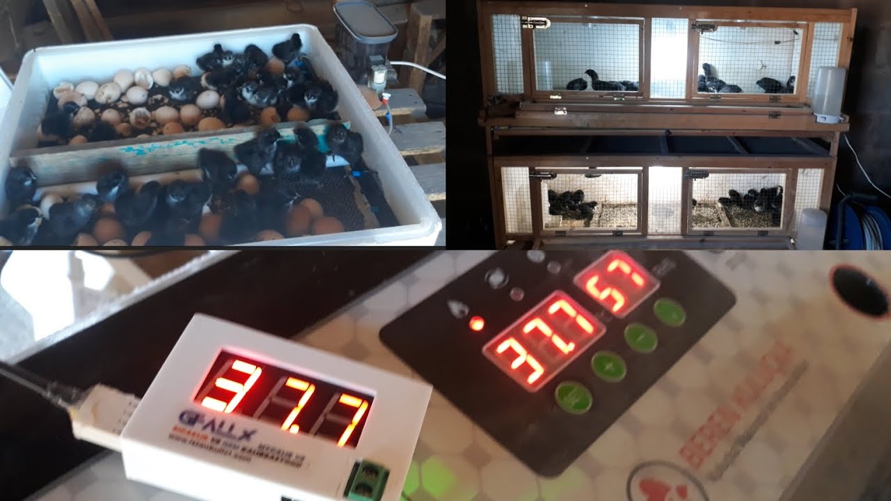 Kuluçka makinesini kalibrasyon yapmak / Civcivlerimiz çıktı #berenkuluçka #gfallx