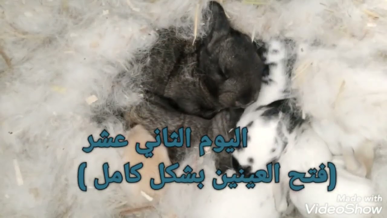 مراحل نمو الأرنب من عمر يوم واحد إلى 40 يوما 🥰