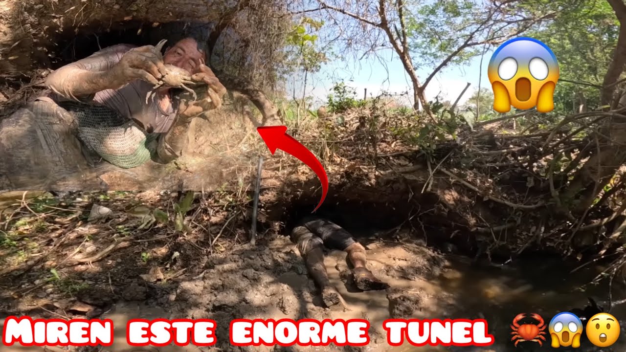 OVIDIO ASE UN ENORME TUNEL POR UN CANGREJO 🦀😱😲