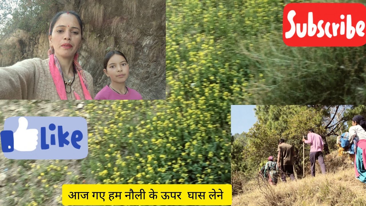 आज गए हम नौली के ऊपर घास लेने  || #pahadi #trending #viral #vlog #popular 
