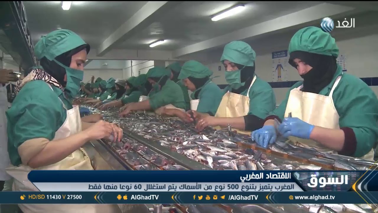 تقرير |  المغرب الأول عربيا في إنتاج الأسماك