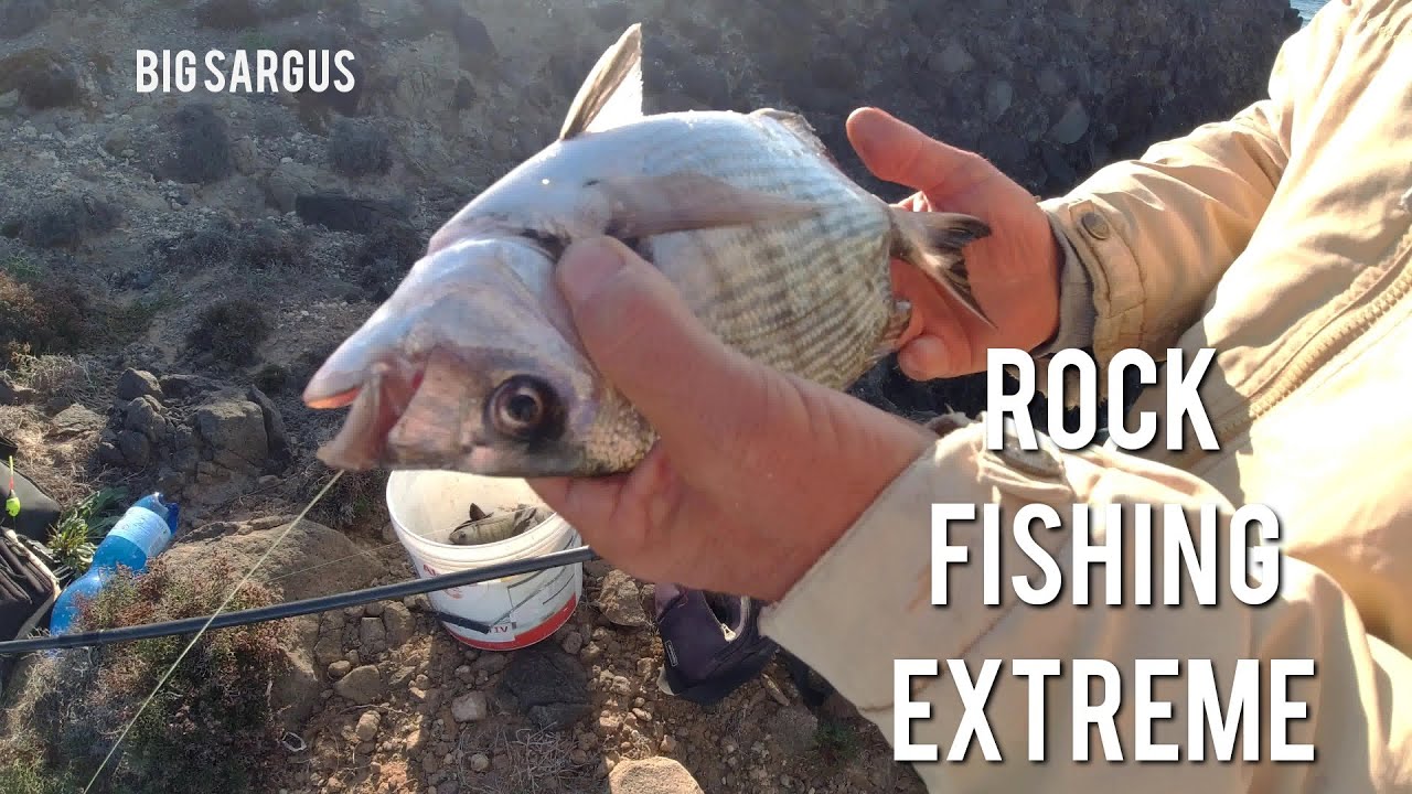 ROCK FISHING EXTREME | Big Sargus dalla Scogliera.