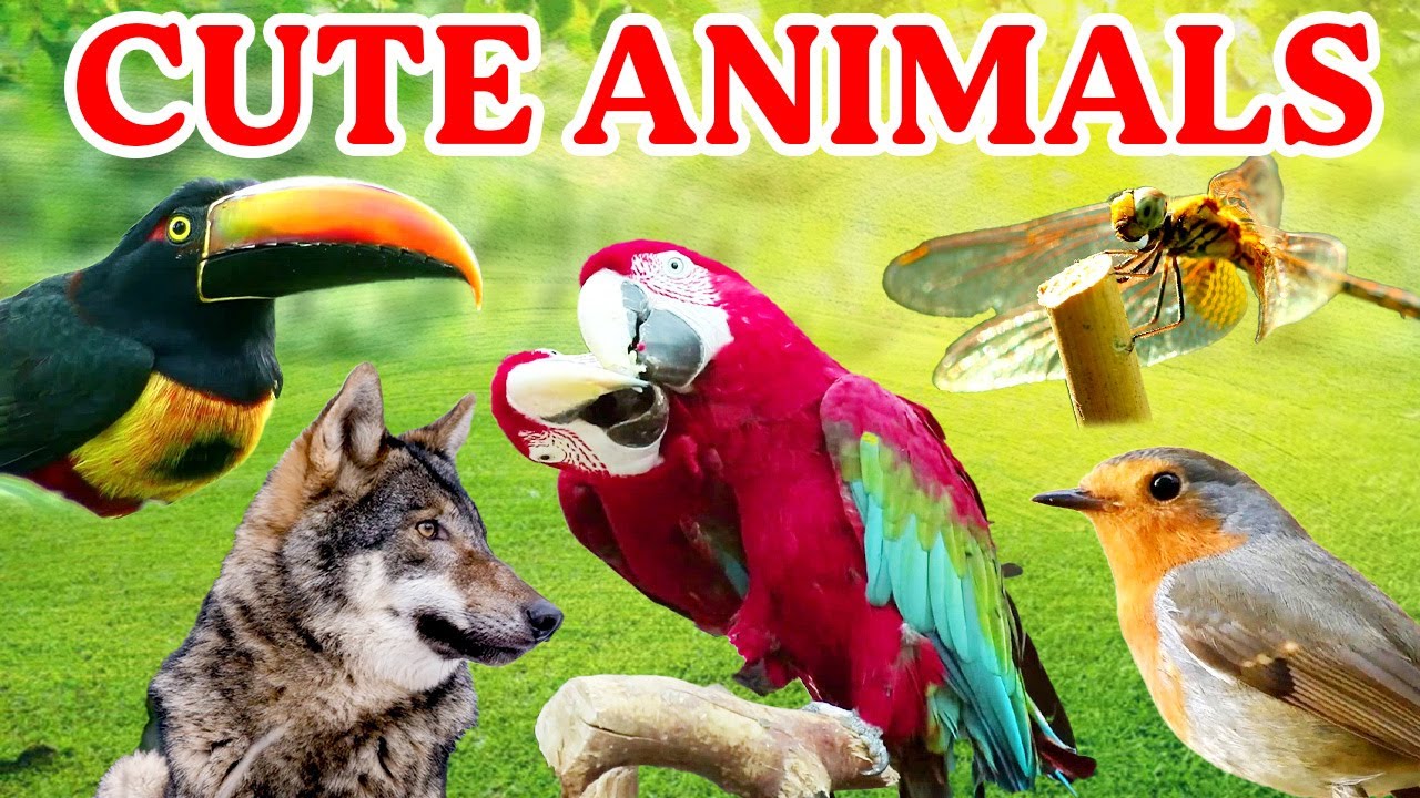 Cute Animals: Sounds of Forest Wildlife | Animal Sounds, Birds & Nature Atmosphere