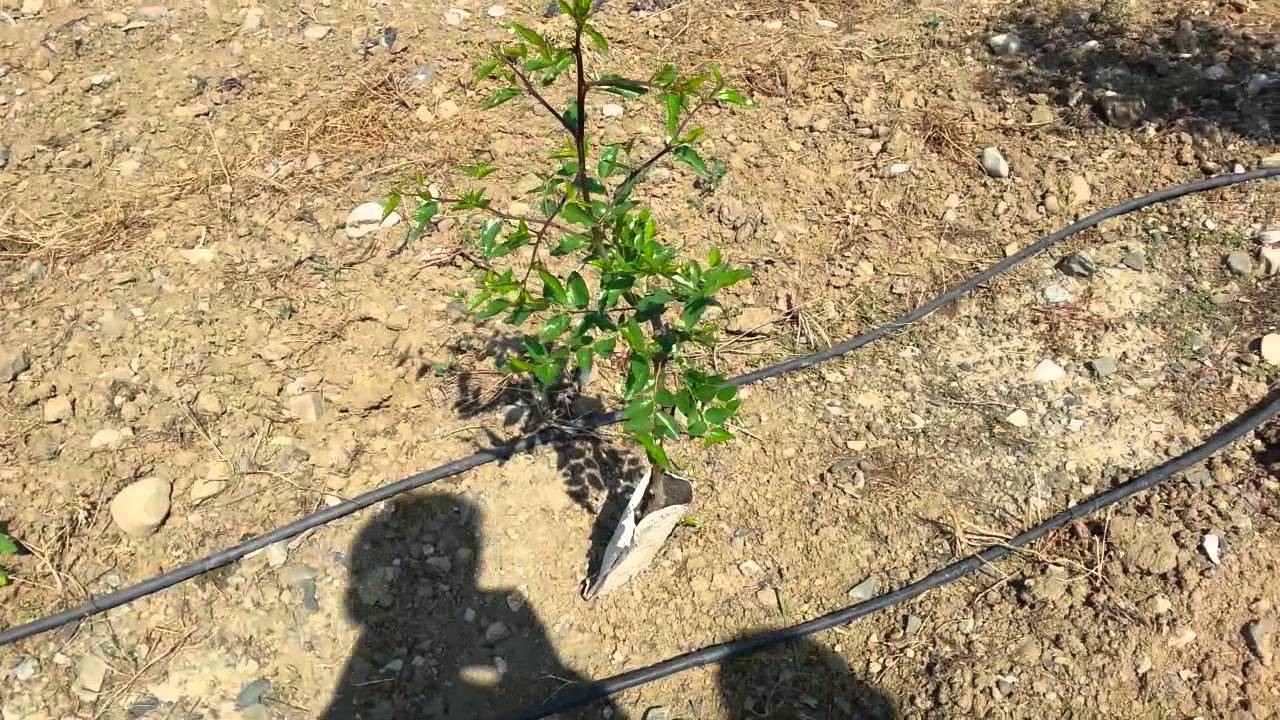 H&uuml;nnap yetiştiriciliği videoları