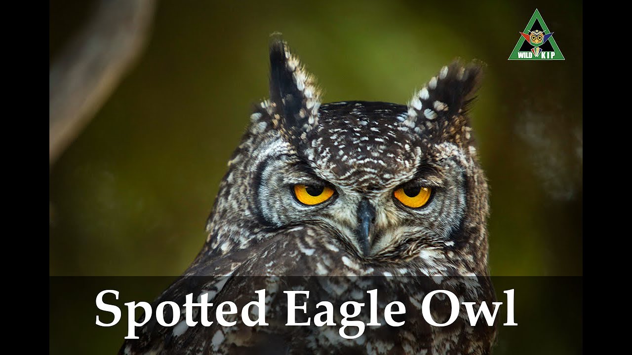 Spotted Eagle Owl (Struisbaai, South Africa)