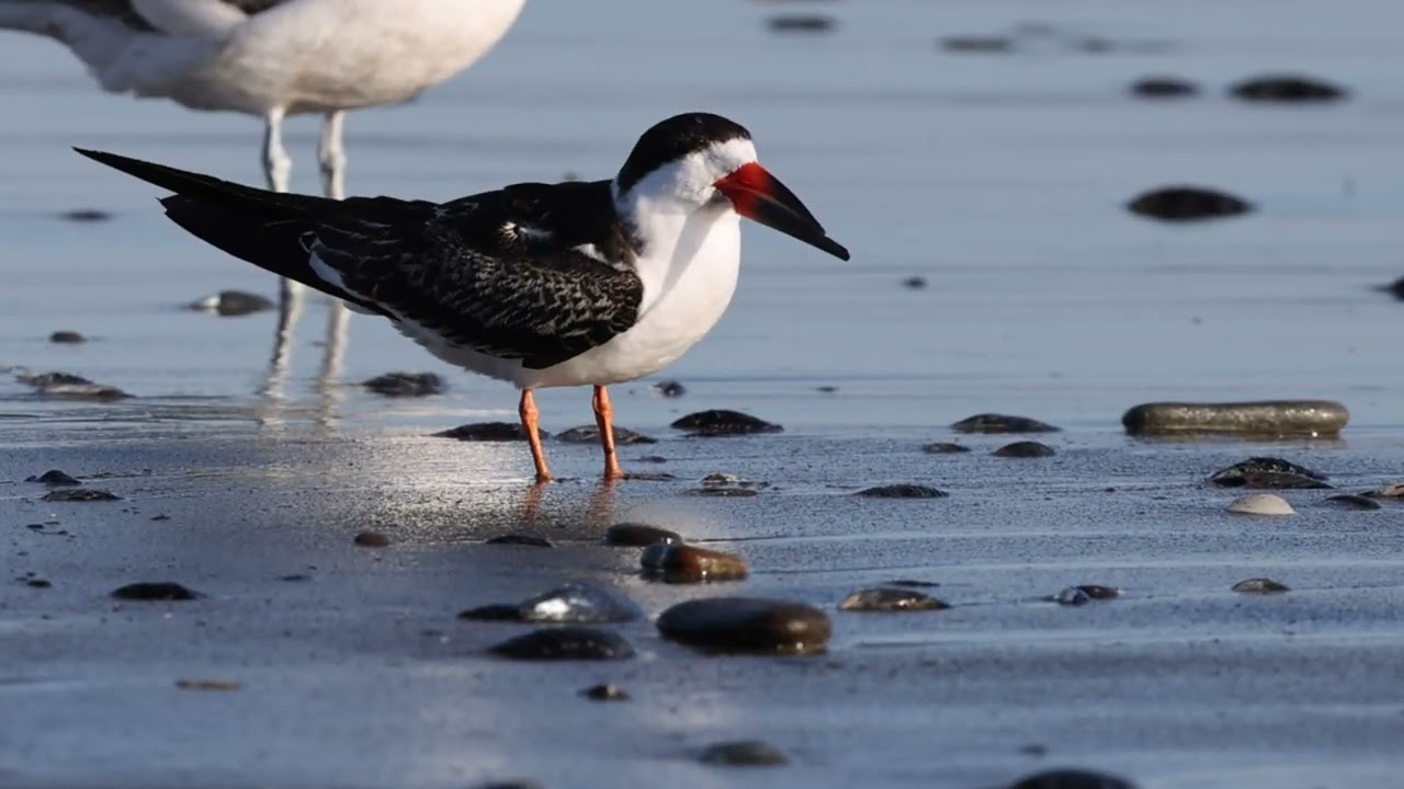 Black Skimmers in Santa Cruz, CA - Jan 2025