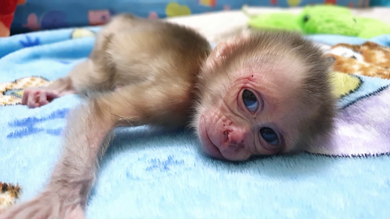 Orphan Newborn Aba Very Weakness Face Cry Hungry Milk