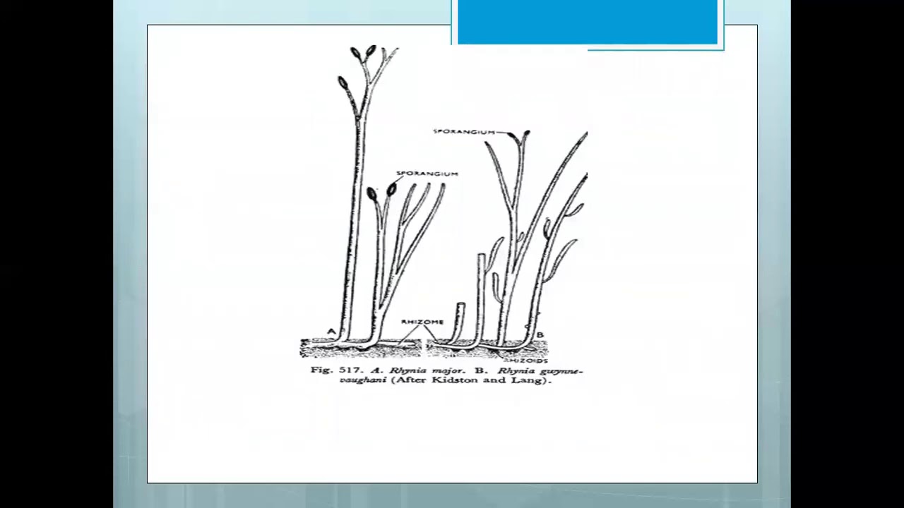 25 psilophyta