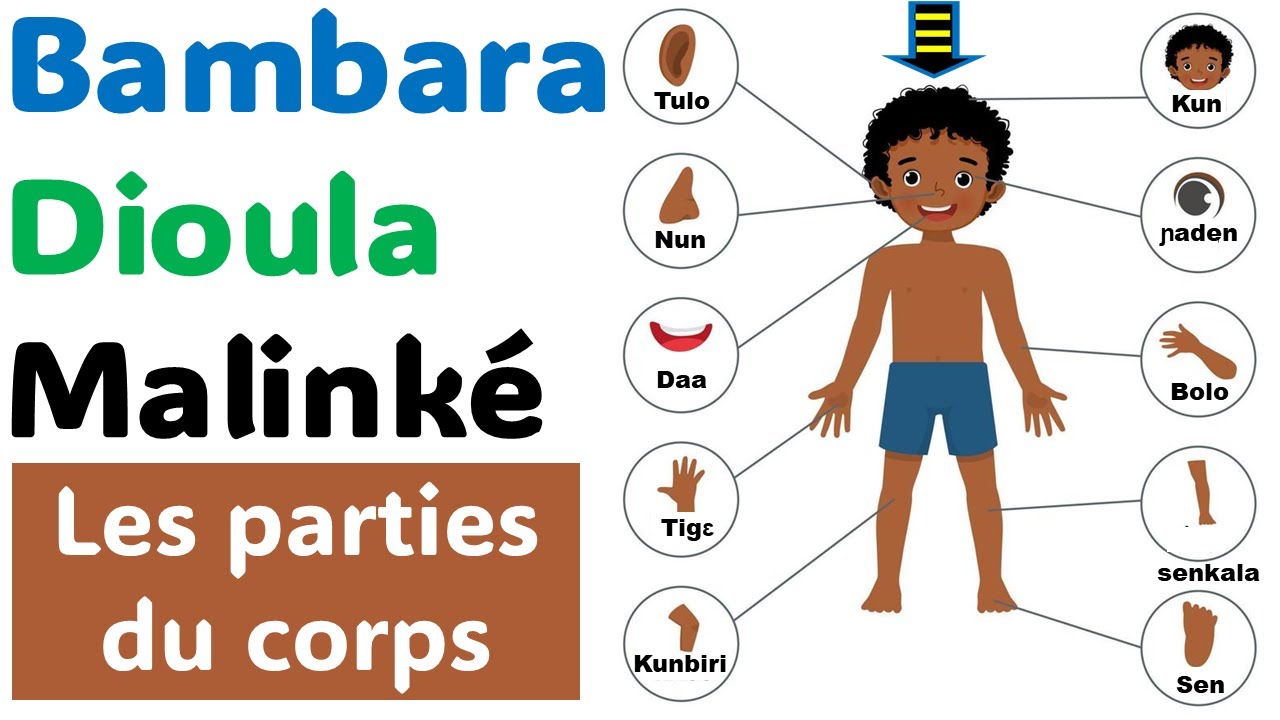 Apprendre les parties du corps humain en Bambara Dioula Malinké | Zanga School