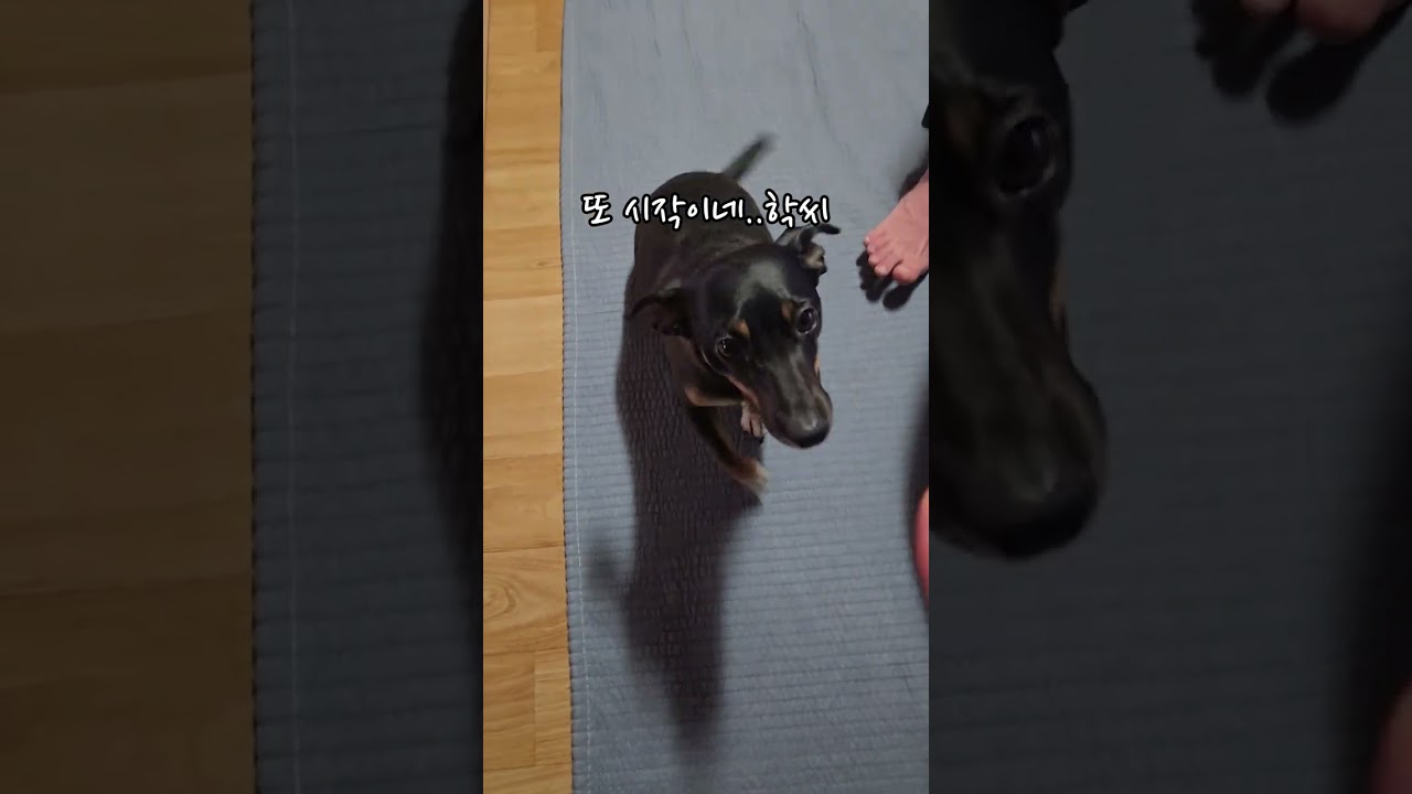 먹고살기 힘드네 #shorts #puppy