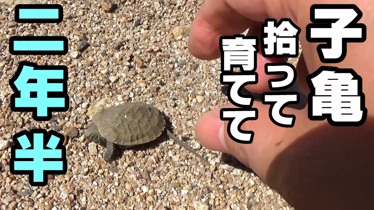 川で拾ったイシガメ、２年半で巨大に！【フィルター改善！】【イシガメ60cm水槽】　