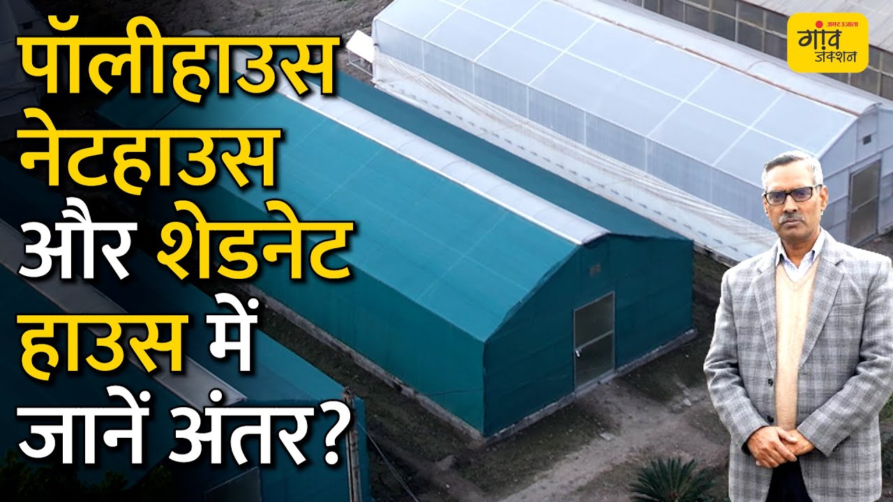 AGRICULTURE : पॉलीहाउस, नेट हाउस में क्या होता है अंतर? #Pollyhouse #Nethouse
