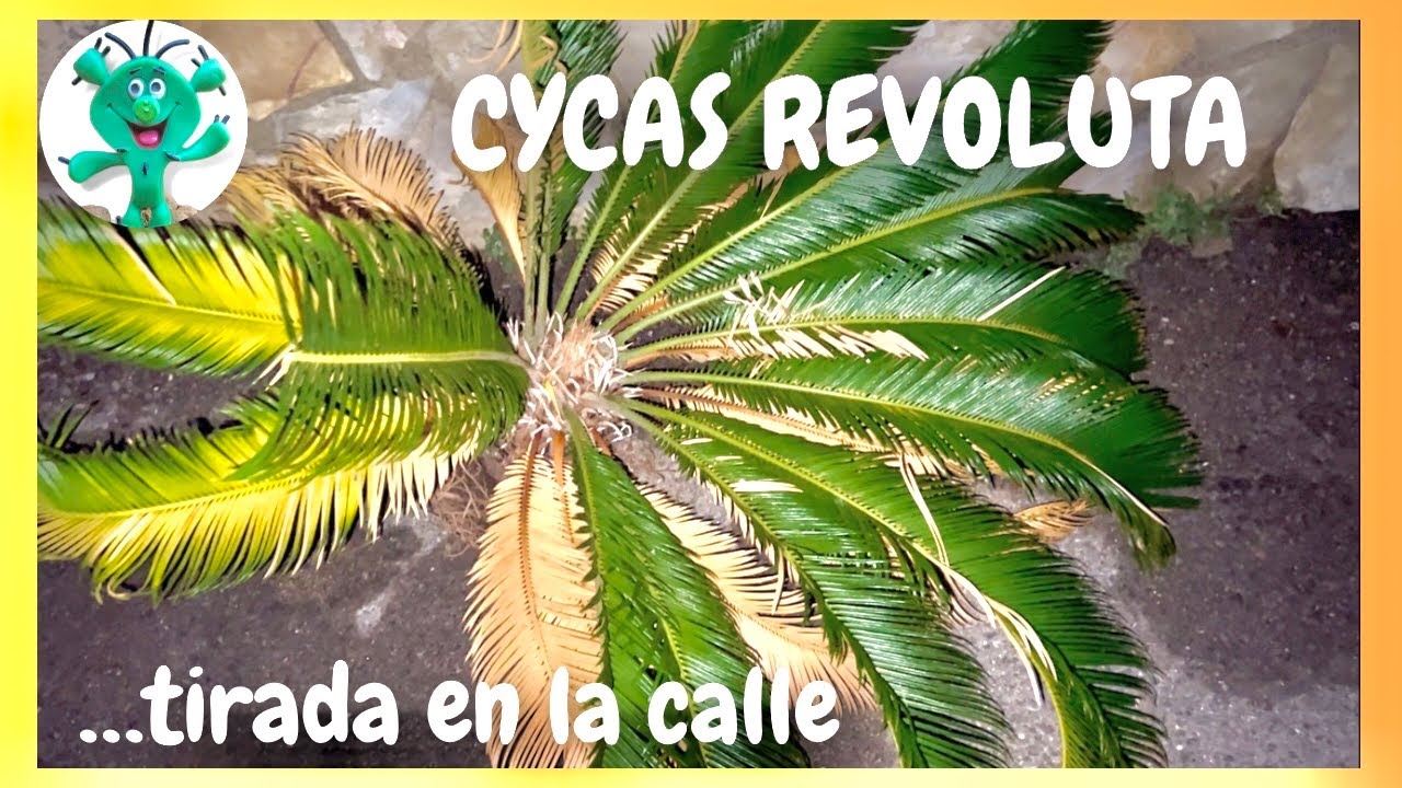 Rescatando CYCAS REVOLUTA | Semillas(⚠️tóxicas/mortales) esto parece, pero no es palmera 🏝️😜