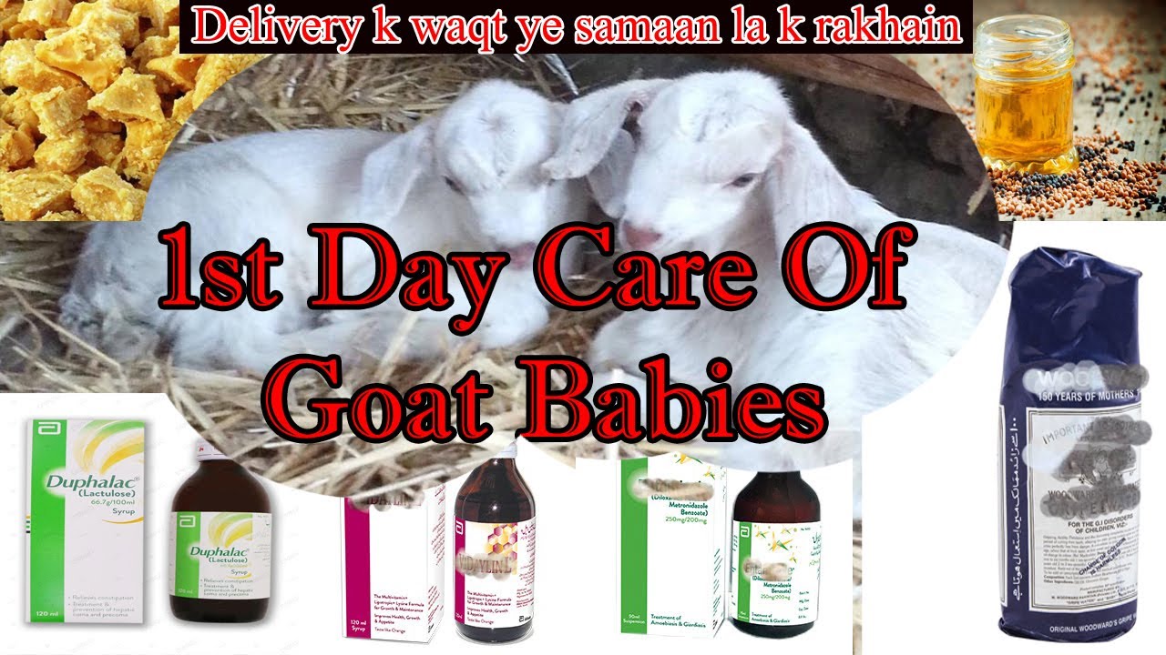 1st day care for goat babies | Delivery k waqt ye cheezain lazmi la k rakhain