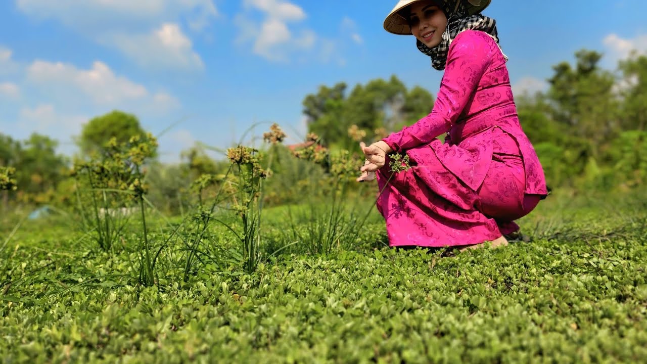 Chà là Red Barhee ra bông bói #0358392227 #chalacaymo #chala #chaladahan #chalabraim #chalaRO3 