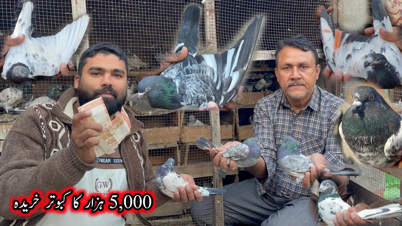 Ustad Kalu Se 5,000 Ka Kabootar Kharida 😊