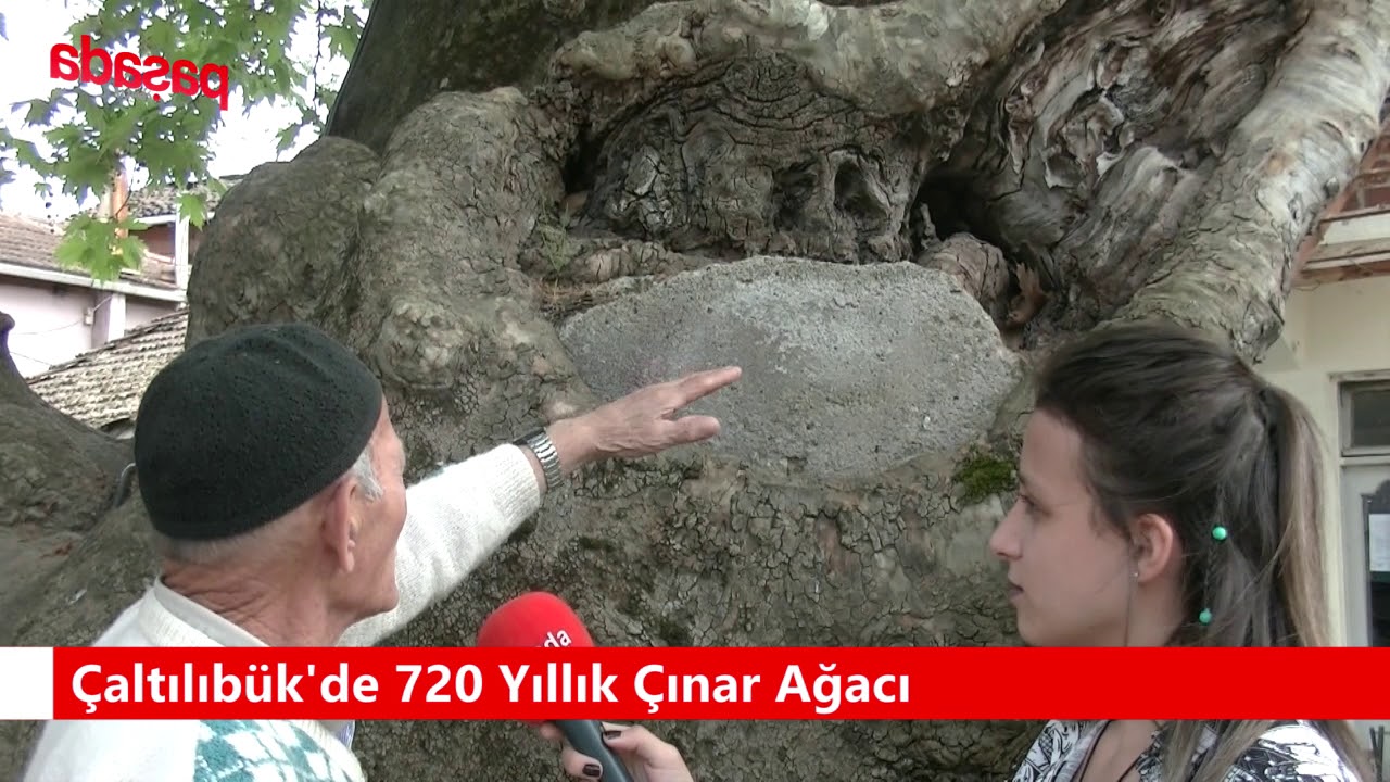 Çaltılıbük'de 720 Yıllık Çınar Ağacı