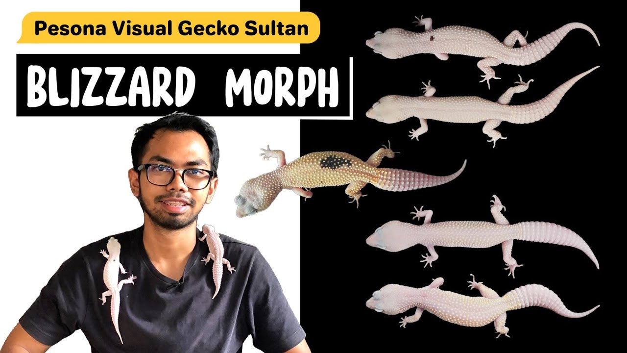 PESONA VISUAL GECKO SULTAN: BLIZZARD MORPH 🦎| Premium Project Geckos by: Sanjaya Gecko