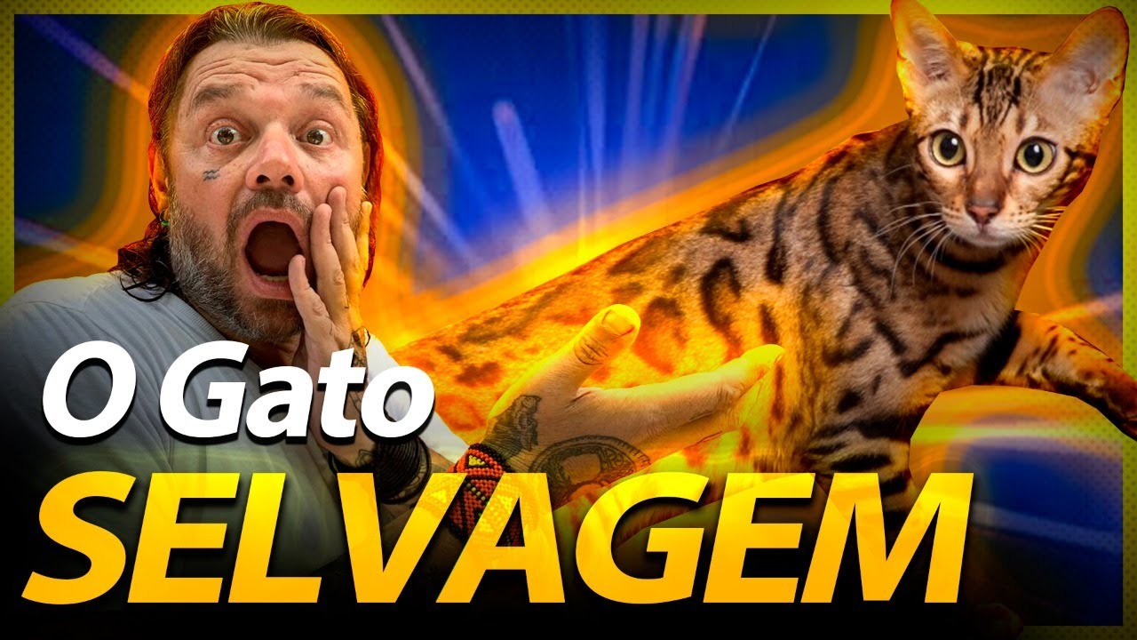 BENGAL O GATO SELVAGEM AMERICANO! | RICHARD RASMUSSEN