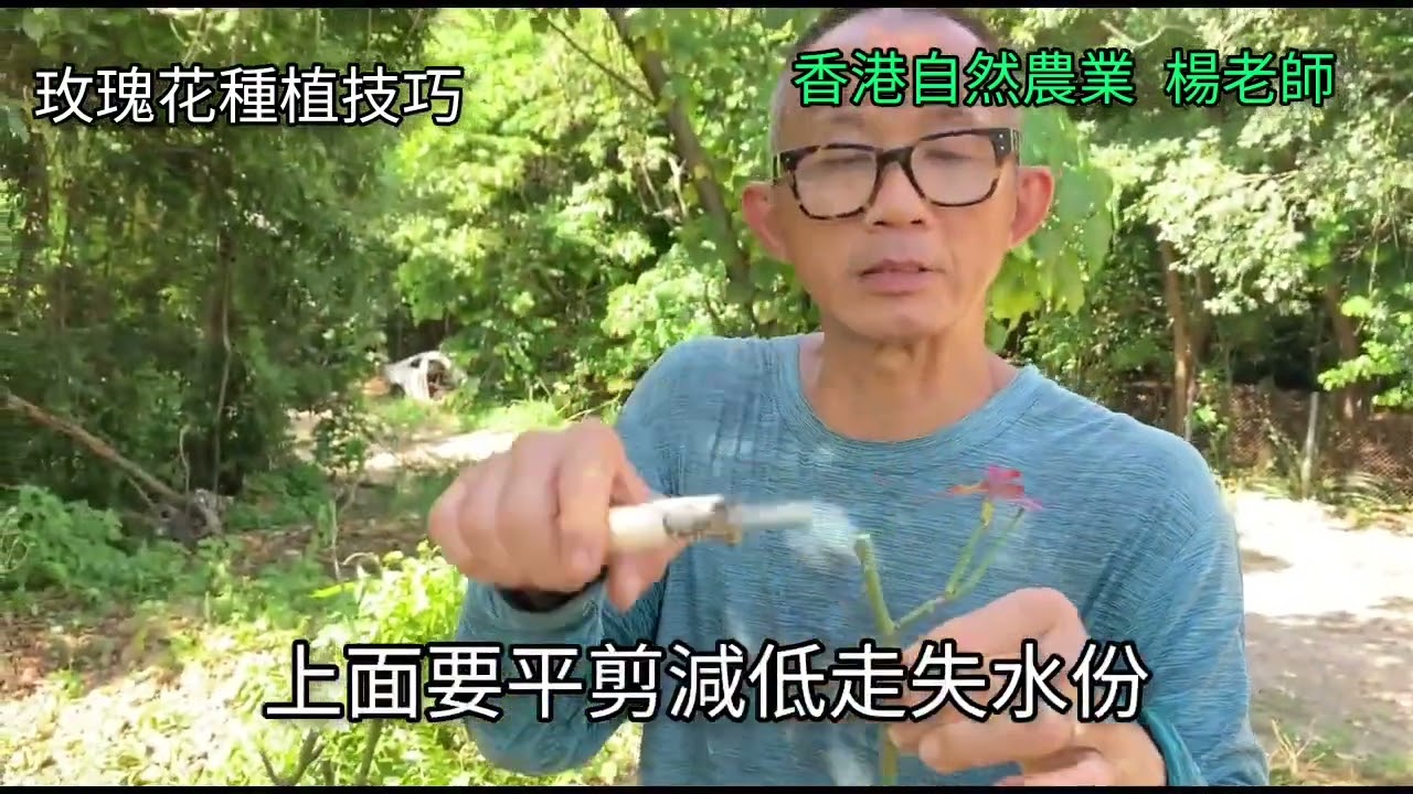 香港自然農業楊老師 - 種植玫瑰 常開花 花技巧