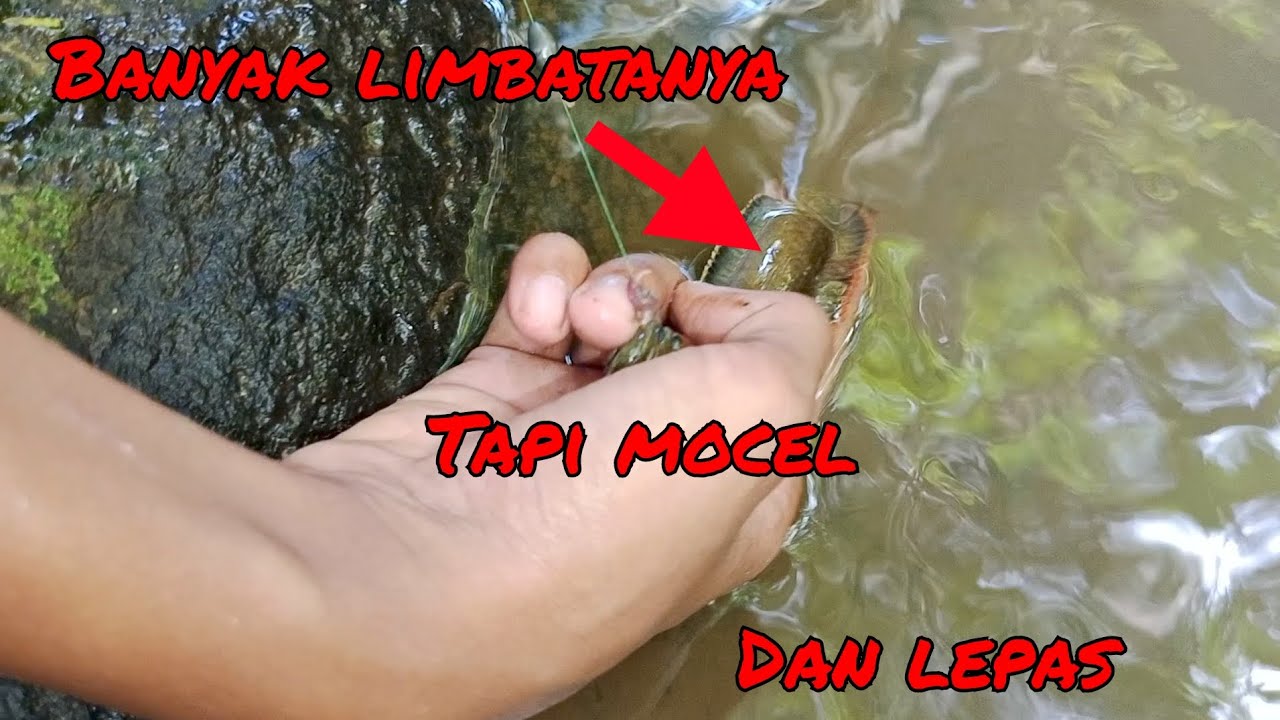 Banyak limbata nya tapi mocel