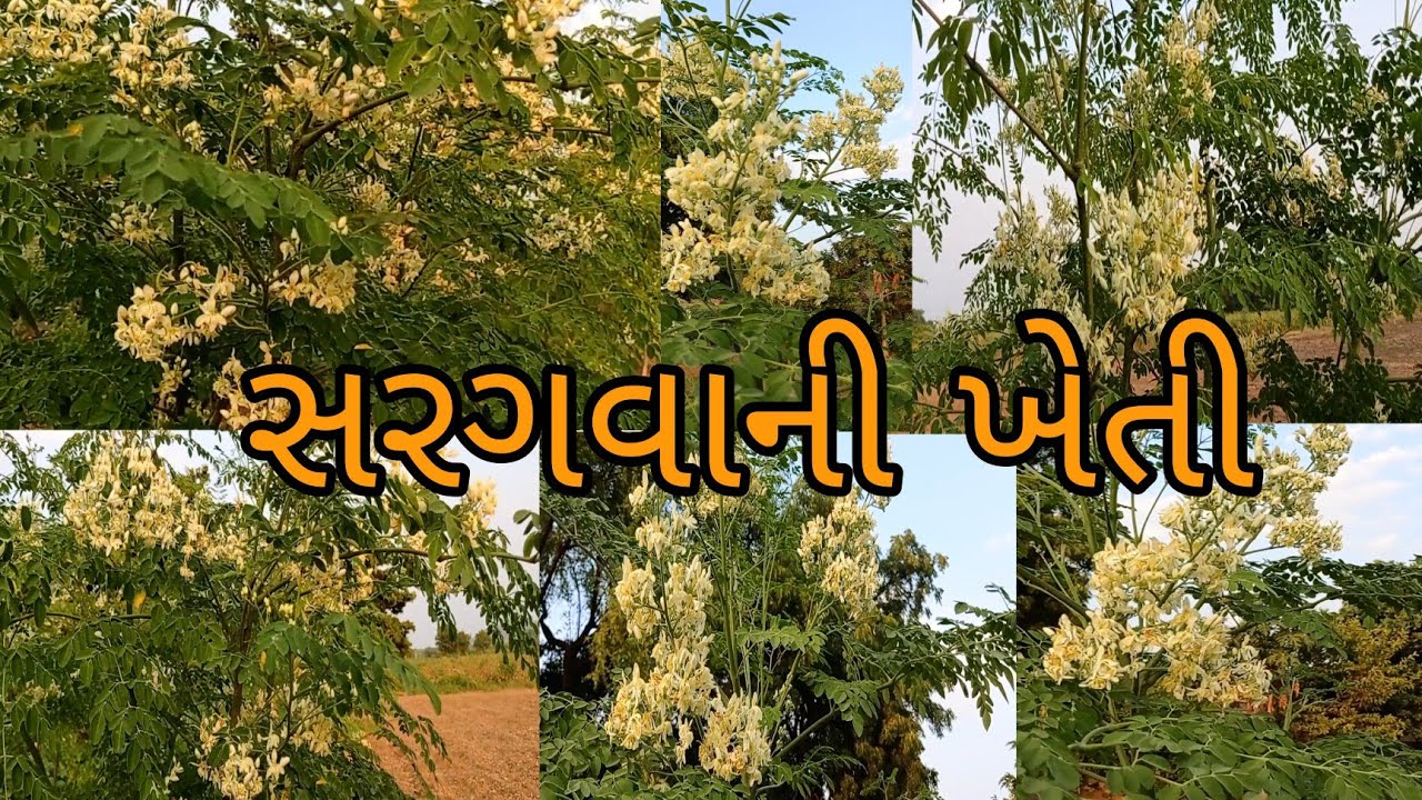 સરગવાની ખેતી || drumstick farming 🌱 moringo farming 🌱🥜 saragavo|| drumstick || સરગવો