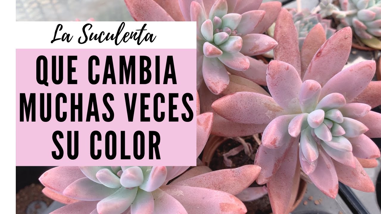👩🏼‍🌾 Una suculenta multicolor Graptosedum darley sunshine / Francesco Baldi