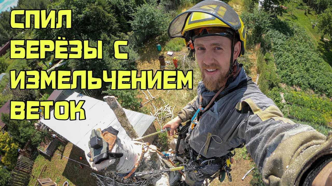 Спил арбористом березы с измельчением веток в Иваново