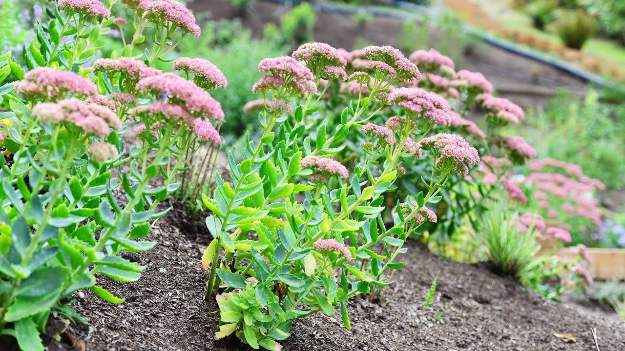 Очиток осенний (Sedum 'Autumn Joy')