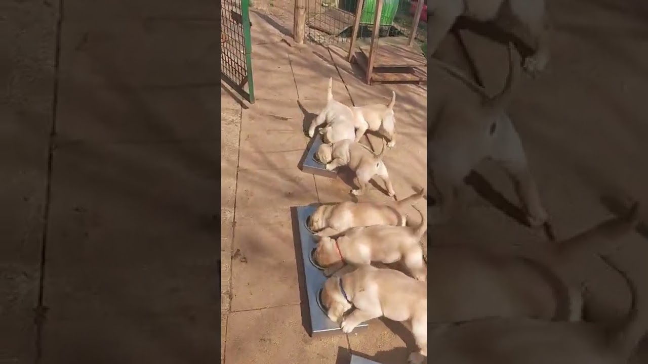 Cuccioli Cani Taglia Media maschi femmine in vendita video 4