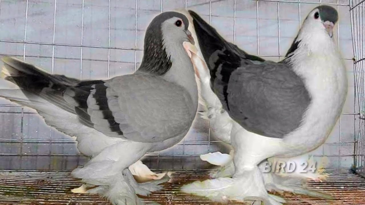 World Amazing Fancy Pigeon Varieties | Original Lahore Pigeon Farm | Breeding Fancy pigeon