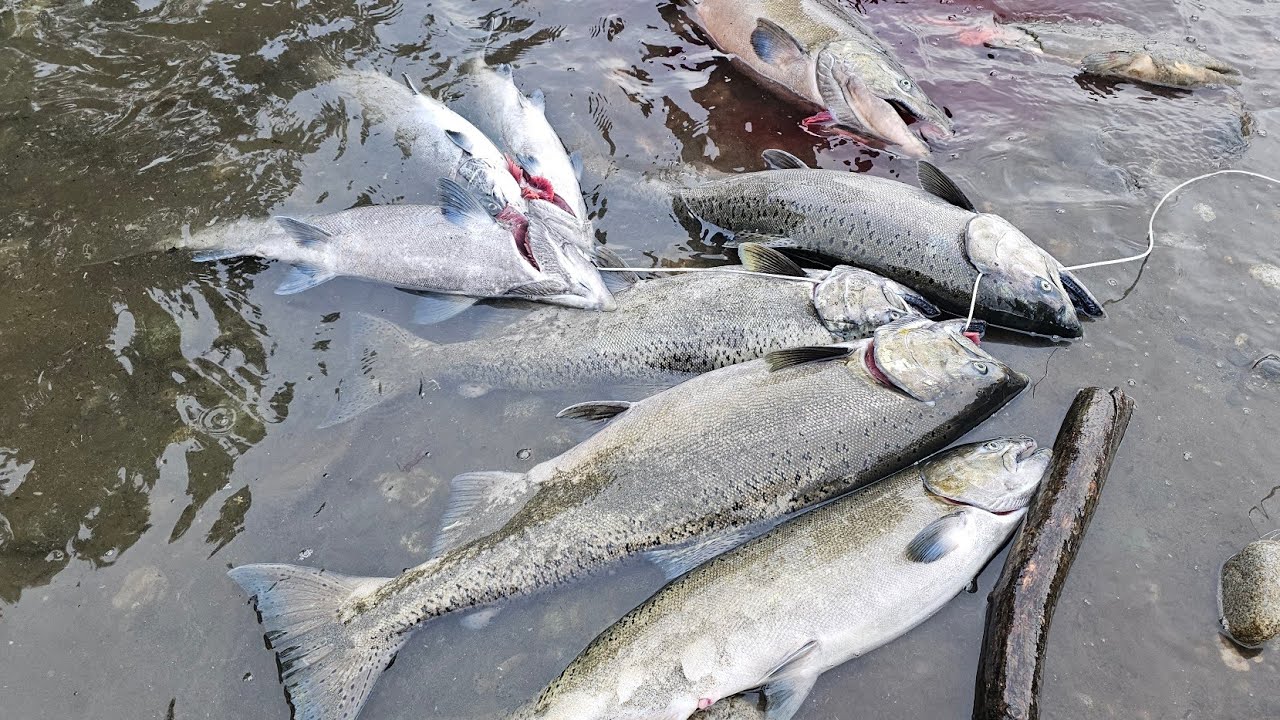 Fishing 🎣 🐠 salmon  season at vedder river Chinook Chilliwack # nhom thu gian Canada tap 787