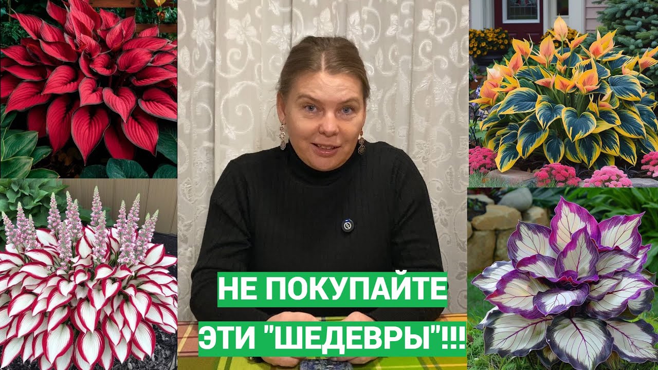 Невероятные сорта хост в ВБ. Снова обман!