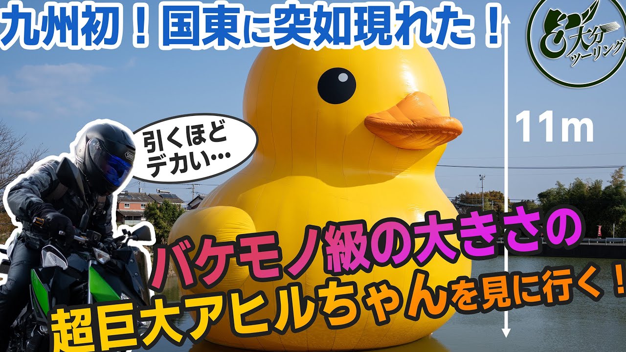 【緊急チェック！】超巨大アヒルちゃんが期間限定、国東に九州発上陸！【九州・大分ツーリング】