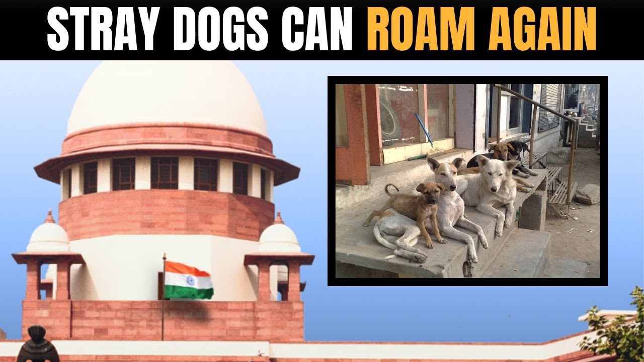 LIVE: SC Allows Stray Dogs to Return to Streets After Sterilisation | SC Order on Stray Dogs | N18L