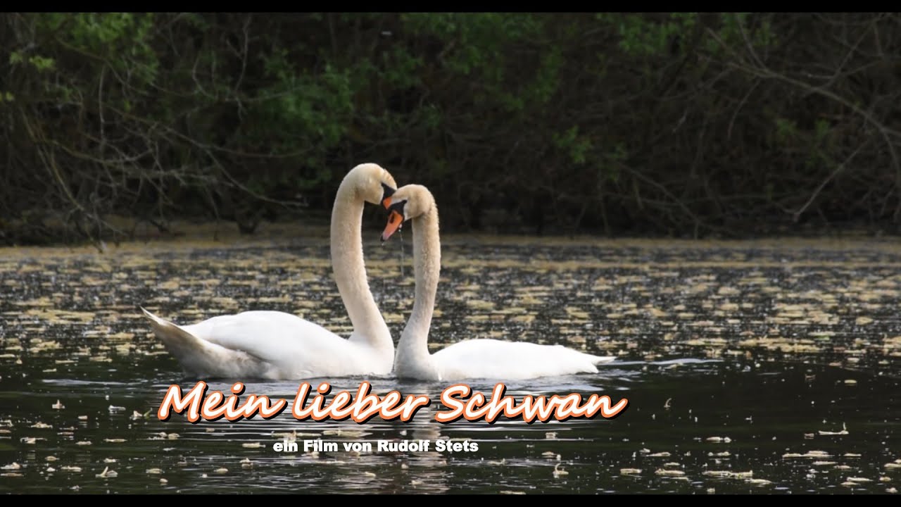 Mein lieber Schwan