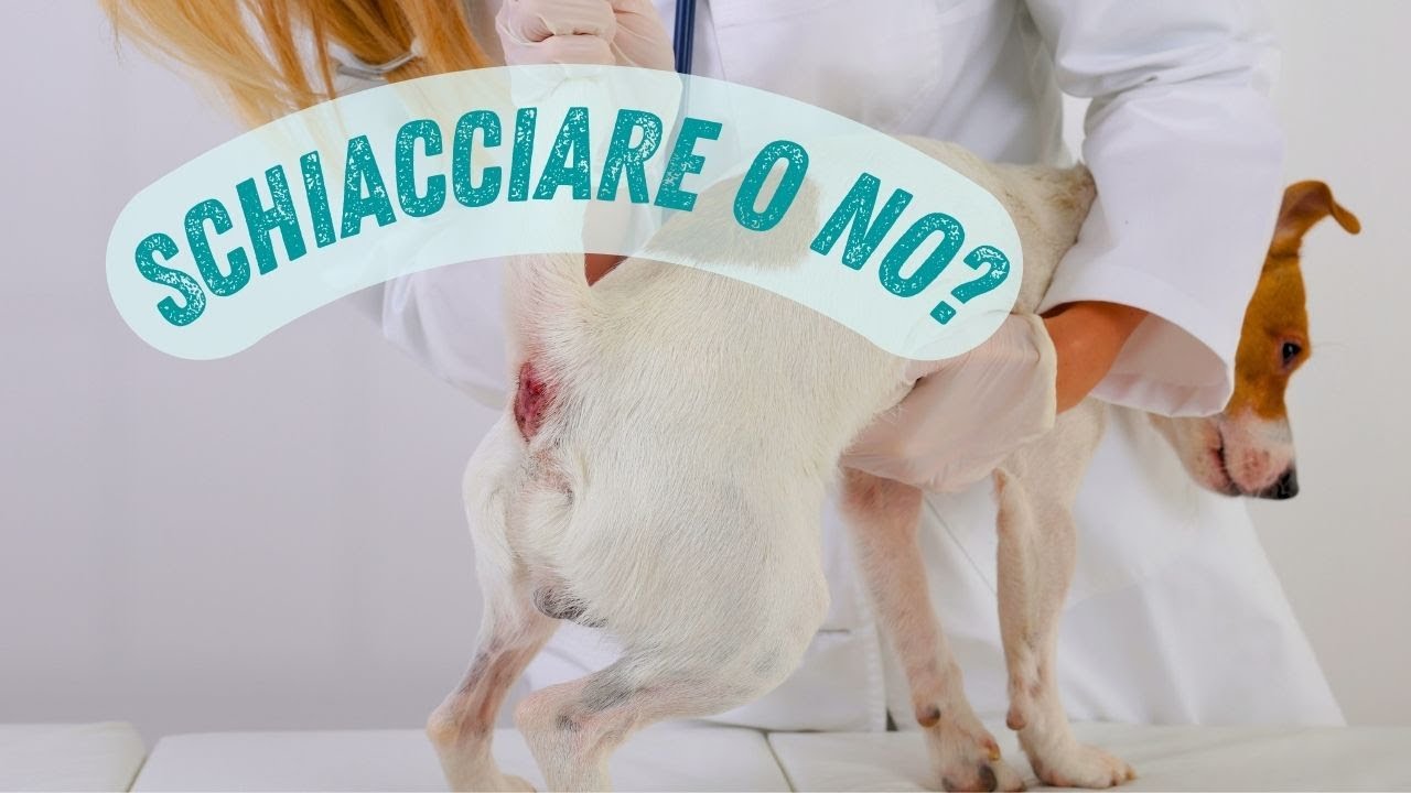 Ghiandole perianali nel cane e nel gatto: schiacciare o non schiacciare?