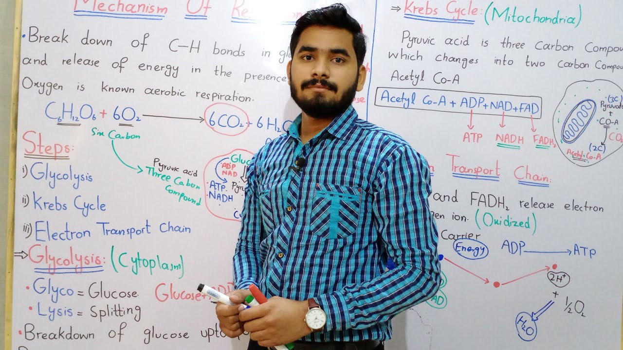 Mechanism Of Cellular Respiration Class 9 In Urdu Hindi By Mr Hadi | Steps Of Aerobic Respiration