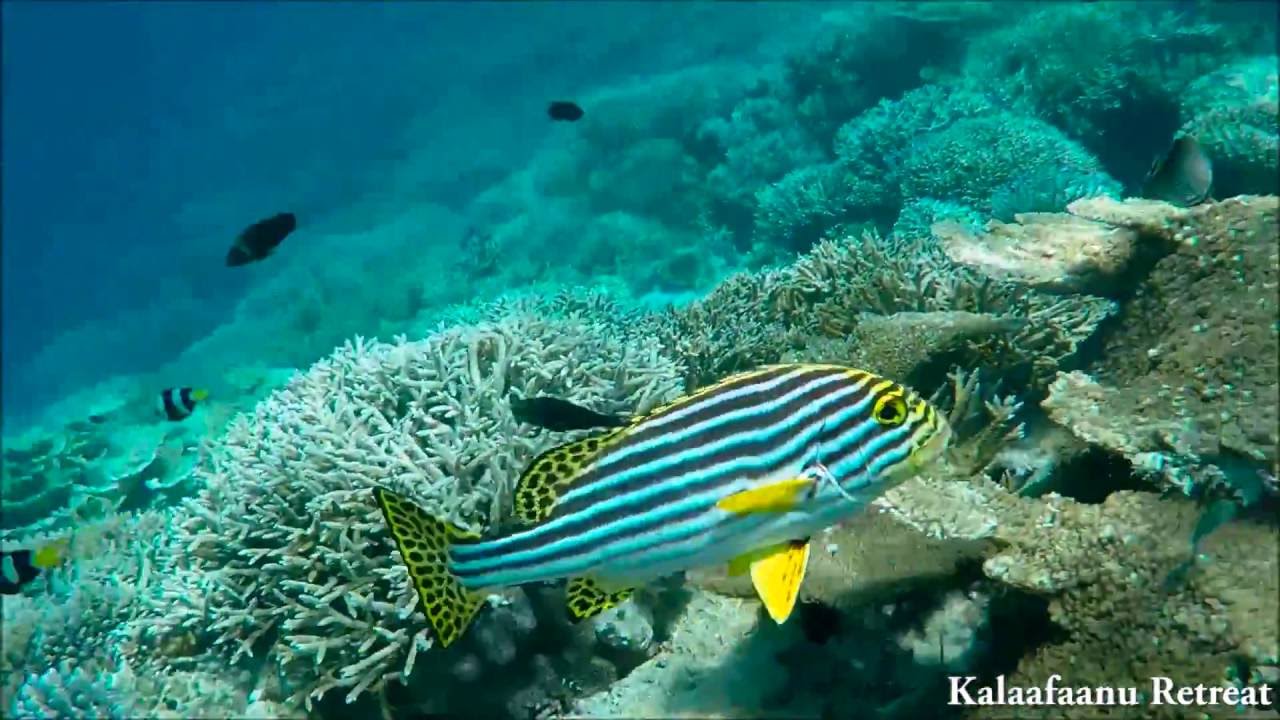 Snorkelling in Hangnaameedhoo, Maldives (Kalaafaanu Retreat)- week one